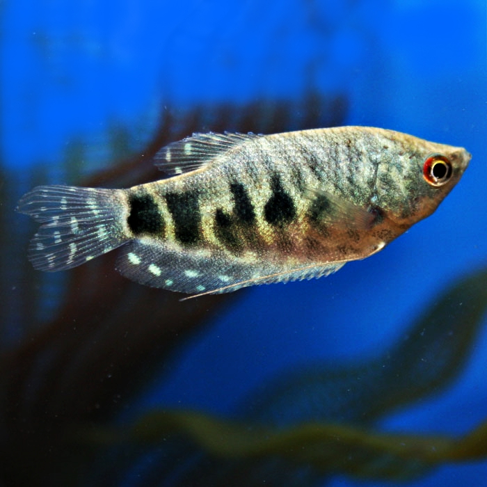 Trich.trichopterus    Marmergourami L